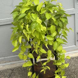 Huge Neon Pothos