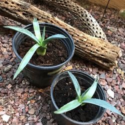 Cacti and Agave Plants Bundle
