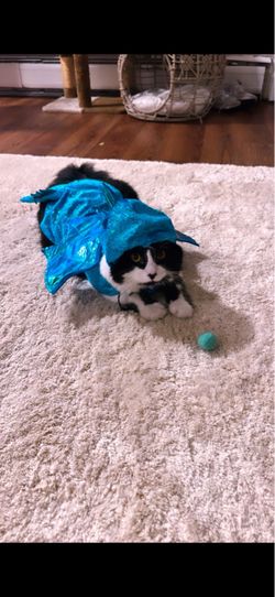 Cat custome