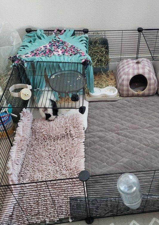 Guinea Pig Cage 