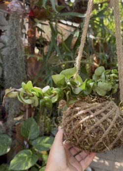 Hindu Rope Hoya Kokedama
