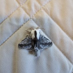 Tolype Moth Specimen Framed 