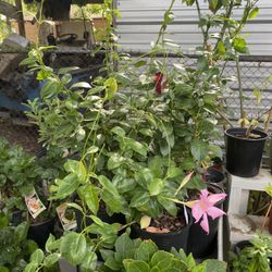Mandevilla  , Hortencias  Y Tulipanes