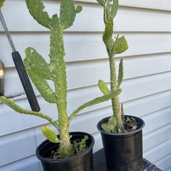 planta de cactus 