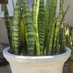 Snake Plant Mature