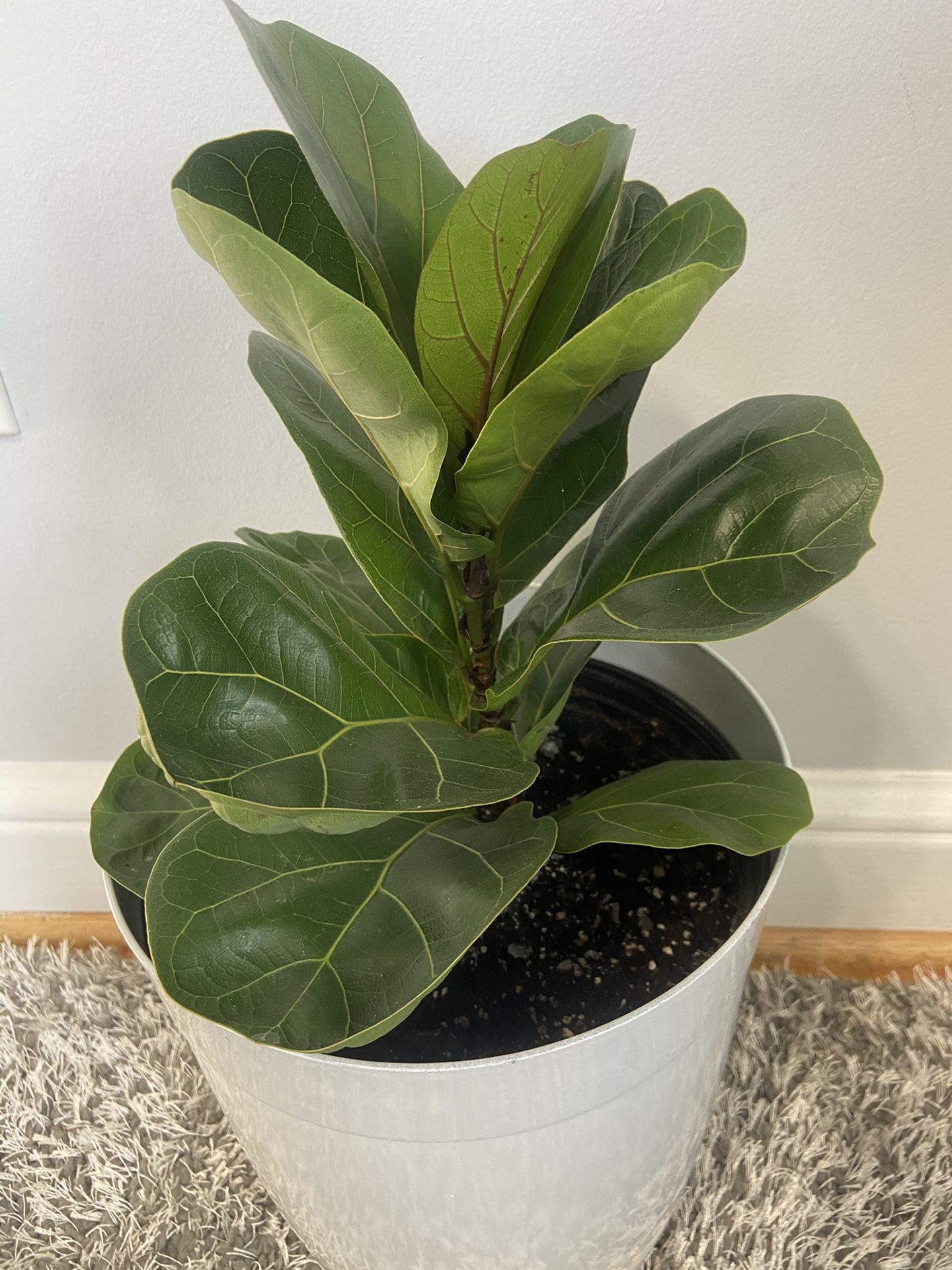 Fiddle Leaf Fig Tree