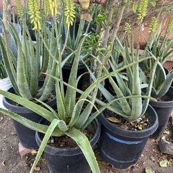 Endless Amount Of Plants Available