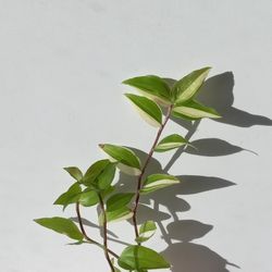 Rare Tradescantia fluminensis 'Variegata' Plant/ Indoor Plant/ House Plant 