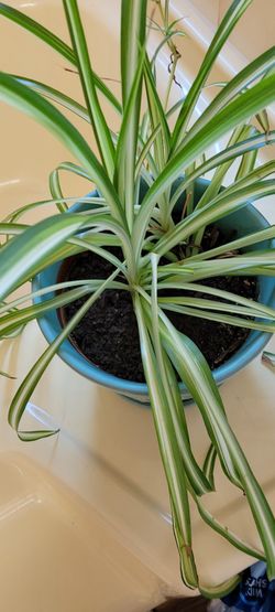 Spider Plant