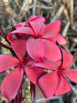2 color plumeria - see description