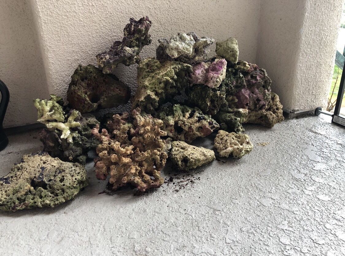 Live Rock for Sale in Spring Valley, CA OfferUp