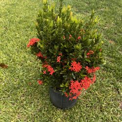 IXORA DWARF RED (3 Gallon Pot)