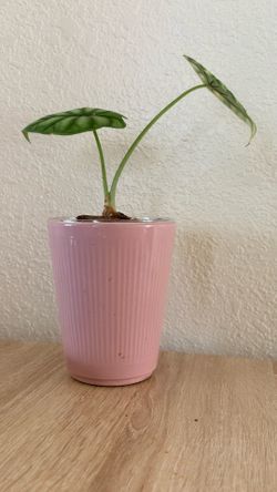 Alocasia Dragon Scale