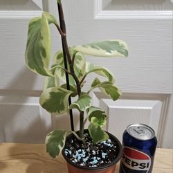 Variated Peperomia Plant 