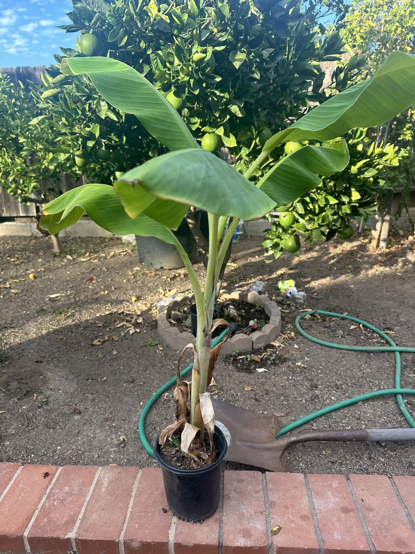 Banana Plant