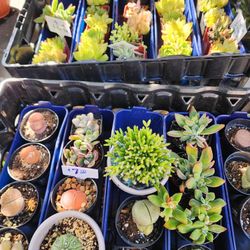 PLANTS AND SUCCULENTS FOR SALE IN CASTRO VALLEY MOOSE LODGE FRIDAY NIGHT 5PM TO 8PM