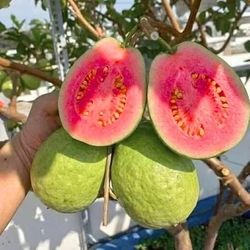 Pink guava trees/ Arboles de guayabas rositas $50.00 each