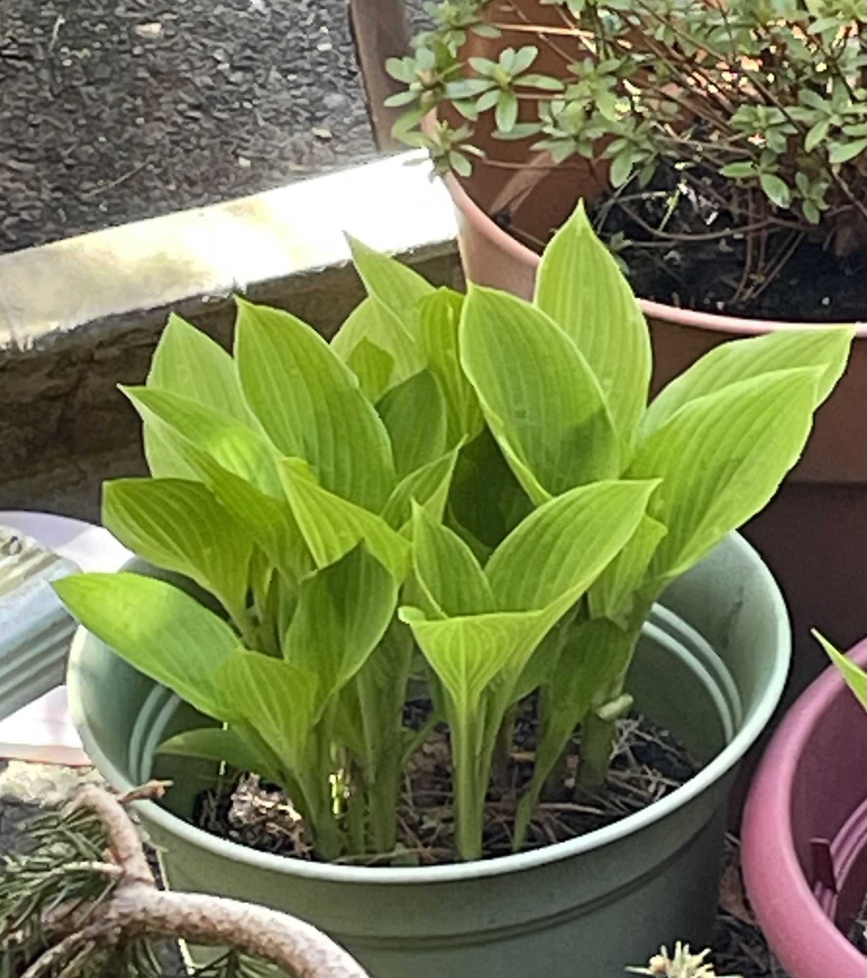 Hosta Plants 10 Per Bunch for $8