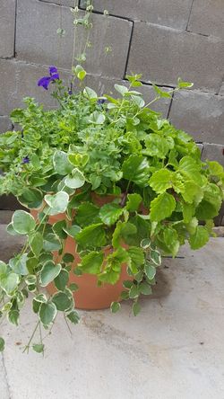 Perennial so beautiful flowers in the pots