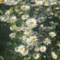 Daisy’s