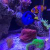 The Friendly Reefer