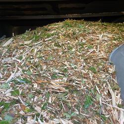 Free Wood chips