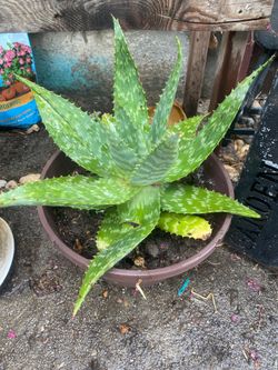 Aloe Vera for trade or sale