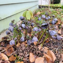 Hellebore "Black Diamond"