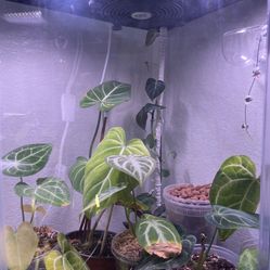 Terrarium