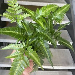 Rare East Indian Holly Fern | 4” Nursery Pot | $5 Off With Local Pickup