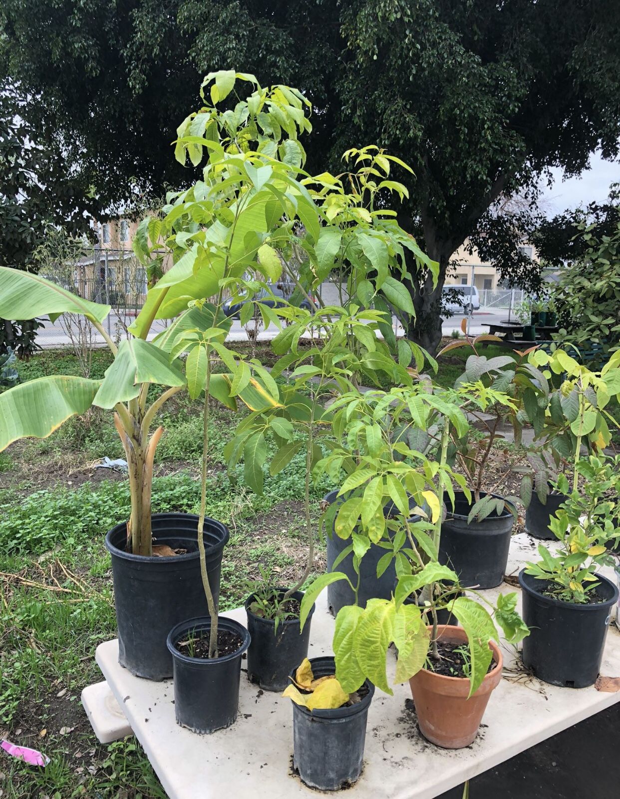 Fruit Trees / Arboles De Fruta