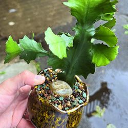 Potted Euphorbia Bougheyi Aka Ribbon Spurge 