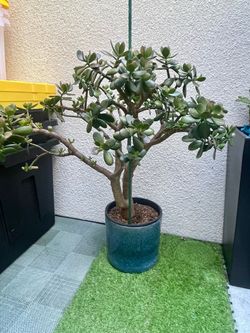 Newly Repotted Large Jade (Crassula Ovata) Plant 38.5"H in Glazed Blue/Teal Planter