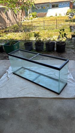 Large fish tank