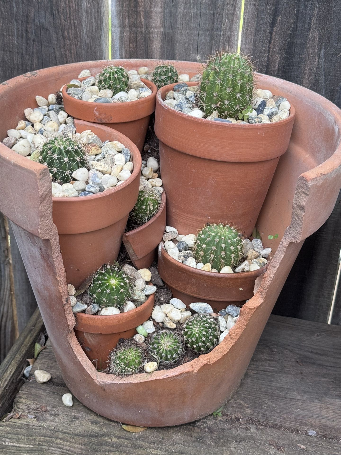 Cactus and Succulents Arrangement