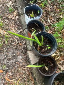 Dragon Fruit Seedlings