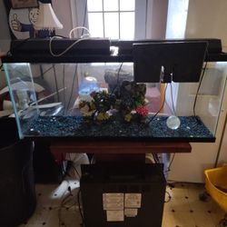 fish aquarium 