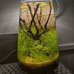 "Tree Of Life" Walstad Ecosystem