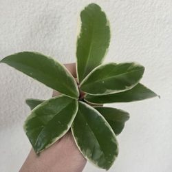 Hoya Carnosa Krimson Queen Plant Cuttings