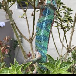 Fake Panther Chameleon Cage 