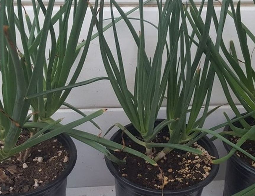 Bulbine Frutescens Succulent Plant