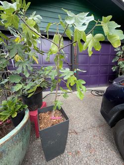 Specialty FIG trees