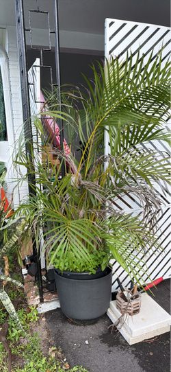 2 Large Potted Areca Palm 🌴