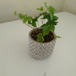 Ivy Plant And Ceramic pot 