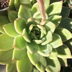 Big Echeveria Succulent 