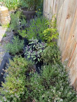 Plant and yard sale