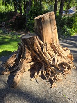 Free cedar two tree stump- you haul