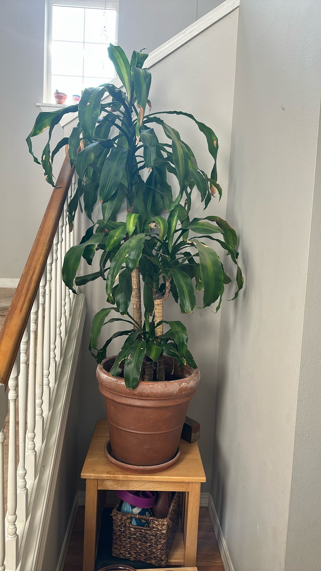 House plant Named Poncho.
