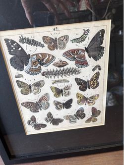 ( 4 PICTURES “ (ALL 4 Pieces. FOR ONE   TOTAL PRICE. ) DEAL.👍👍 REDUCED FOR FAST SALE. !! BUTTERFLIES 🦋