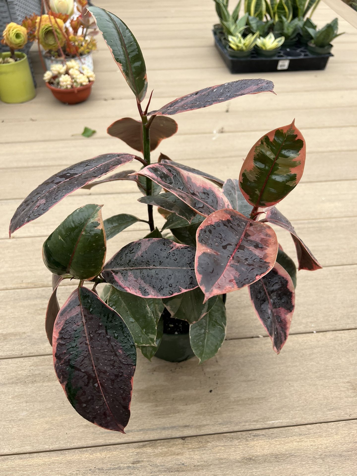Ruby Ficus Rubber Tree, live plant comes in a 6" nursery pot. ✔️ profile for more🪴